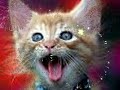 cat of doam
