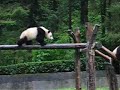 Pandas at Wolong Pandas at Wolong