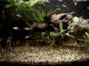 Claudes Fish tank