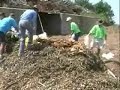 Tryon compost II