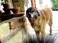 scene casalinghe canine e feline2