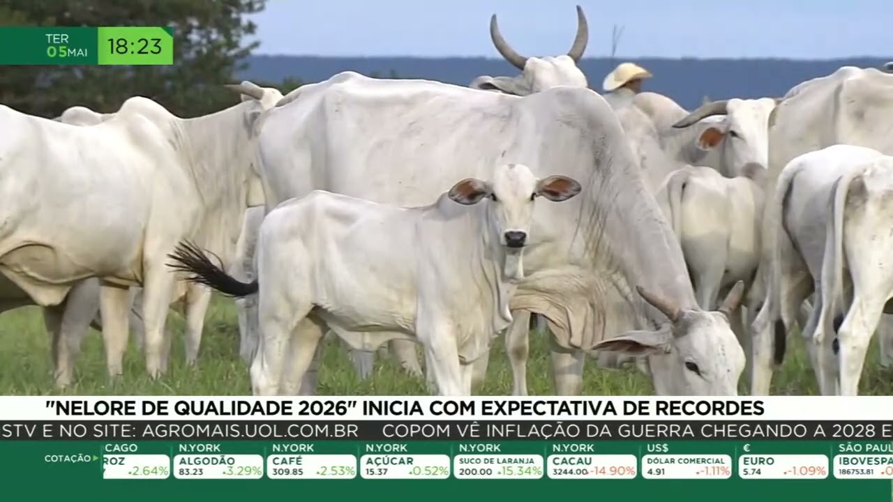 "Nelore de Qualidade 2026" inicia com expectativa de recordes