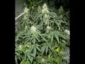 Marihuana Pflanzen Marihuana Pflanzen