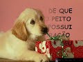 A VELHICE DE UM C�O.wmv