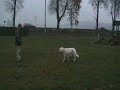 BYSTRA Runo, owczarek podhalański. Suka ma zdany egzamin PT na ocenę doskonałą.