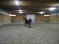 2003 Bay Morgan Mare For Sale Sheza Lil Mischievous