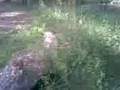 videos de feeDing squireL