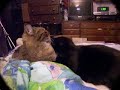 3CoolKats Episode 7, 7 Cat Fights In Under 50 Seconds 3CoolKats Episode 7, 7 Cat Fights In Under 50 Seconds