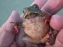 Examining American Toad (Bufo americanus)