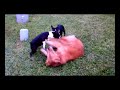 Eagle the Golden Retriever & 3 boston terrier in \"dogfight\" Eagle the Golden Retriever & 3 boston terrier in \"dogfight\"
