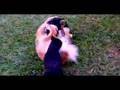 Boston Terrier video