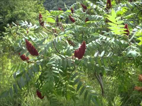 how to plant bee balm