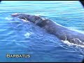 Ballena franca austral Ballena franca austral