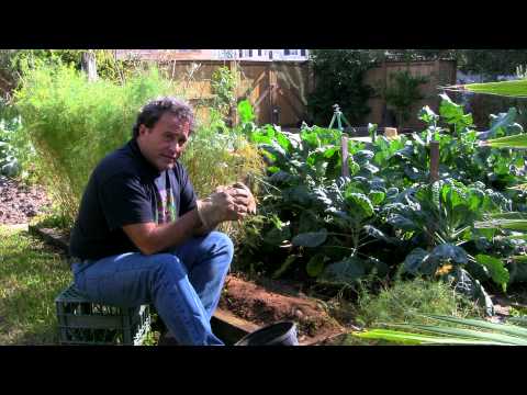 how to trim asparagus ferns