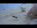 Voir la vid&eacute;o