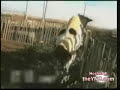 Horny Cow Humps Farmer