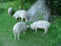 Lil Pig gets his ass kicked - Cвинья получает подсрачник