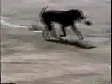 Labrador Retriever – Hunting dog training