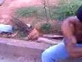 videos de Guri mentiroso