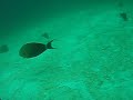 Ocean  Surgeon fish??????