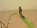 Uninfected Caterpillar