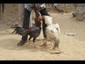 Man Killed Watching Cock Fight