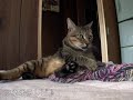 ツネツネツネオ♪毛繕い編