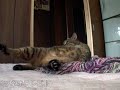 ツネツネツネオ♪毛繕い編
