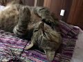 ツネツネツネオ♪毛繕い編