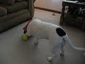 Oreo\