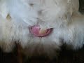 Hen Laying egg