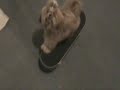 Cara Skate Boarding.wmv