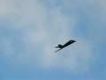 videos de F-117 Stealth Fighter