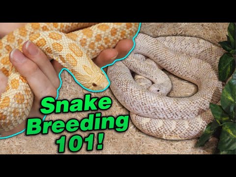 YouTube reptile video