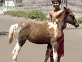 Furou o pneu da carro�a (professional trainer of horses) P1