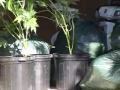 DV-309-2 SEP 2003 PORT MOODY POLICE BUST GROW OP POT PLANT S