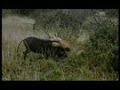 SafariVideos.net Lion Attack to Pig