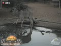 in this clip from outdoor channel's cabelas memories in the field - louis campitelli from new jersey successfully bow hunts an impala and a kudu in vrysburg, south africa.  

outdoor channel - http://www.outdoorchannel.com