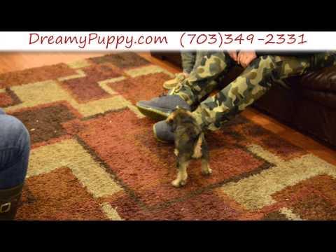 Adorable Schnoodle Male Puppy