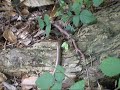 Anguis fragilis- Slow-Worm Anguis fragilis- Slow-Worm