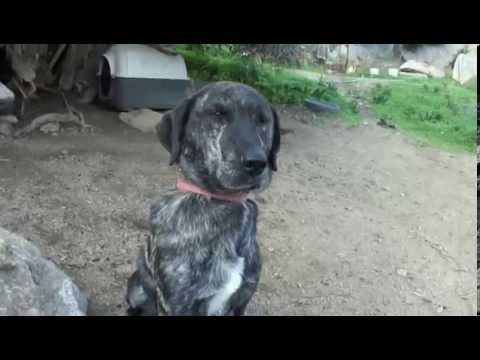 AVI - NAWS (Naxos Animal Welfare Society)