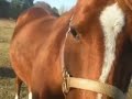 Slideshow of animals.