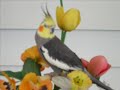 cockatiel says: hello cheeko; peek-a-boo;cheeko's a pretty bird; what'cha doin'? and what'cha doin'- huh?.