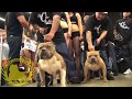 Atomic Dog Bully Show 2-7-09 San Bernardino, CA