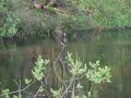 pike topwater strikes