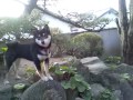 Click here to watch this video 黒柴ささみちゃん一家