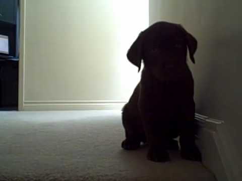 Chocolate Lab Puppy vs. the Stairs