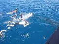 Playing with a whale shark...