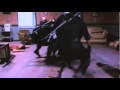 The Raid (Trailer)