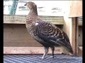 Black Grouse